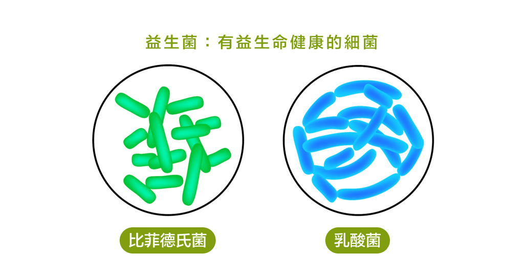尋找沒有傷害的藥:益生菌博士帶你認識功能性益生菌 - Bestmade 人學院