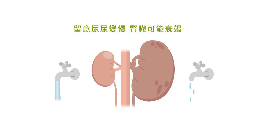 膀胱衰竭－－攝護腺肥大的最終命運？ - Bestmade 人學院