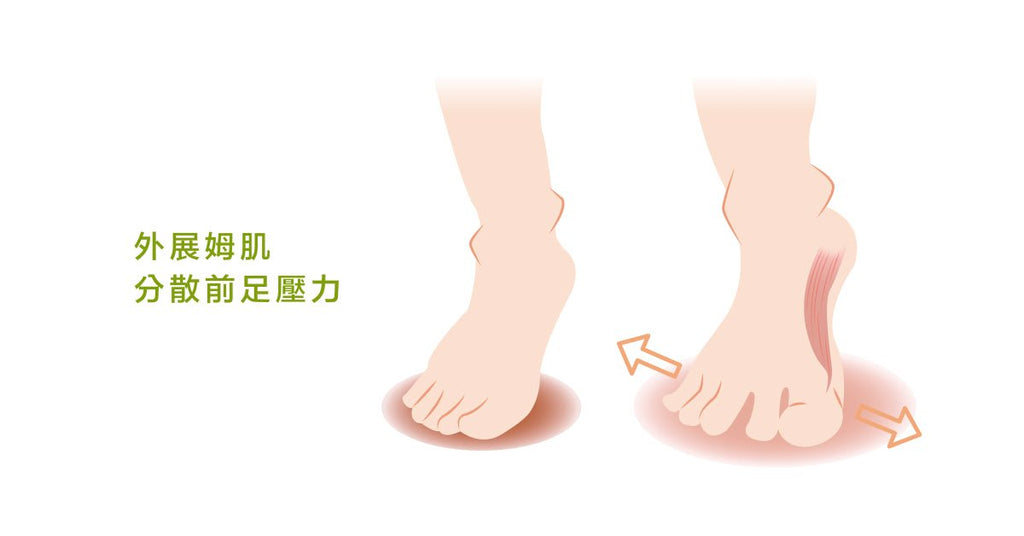 足踝中不可或缺的一部分：趾部肌群 - Bestmade 人學院